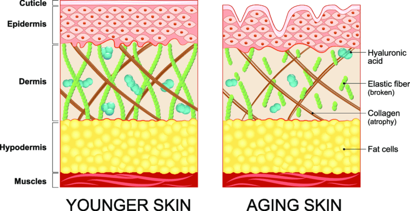 How to Rebuild Collagen in the Face Using These 7 Steps