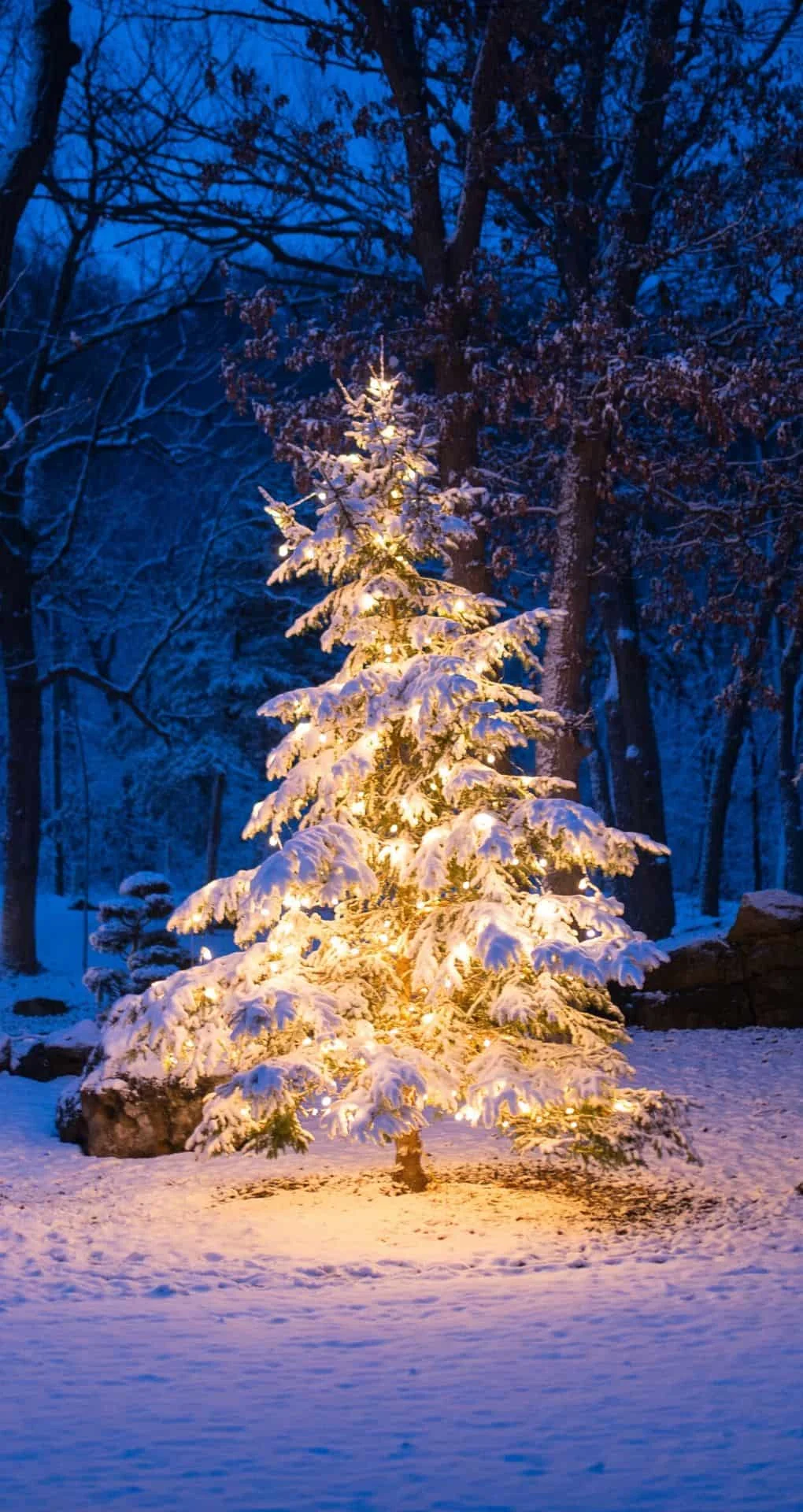 christmas tree with lights