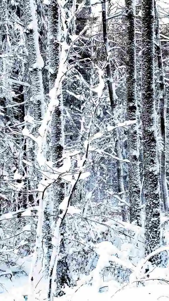 trees in the snow