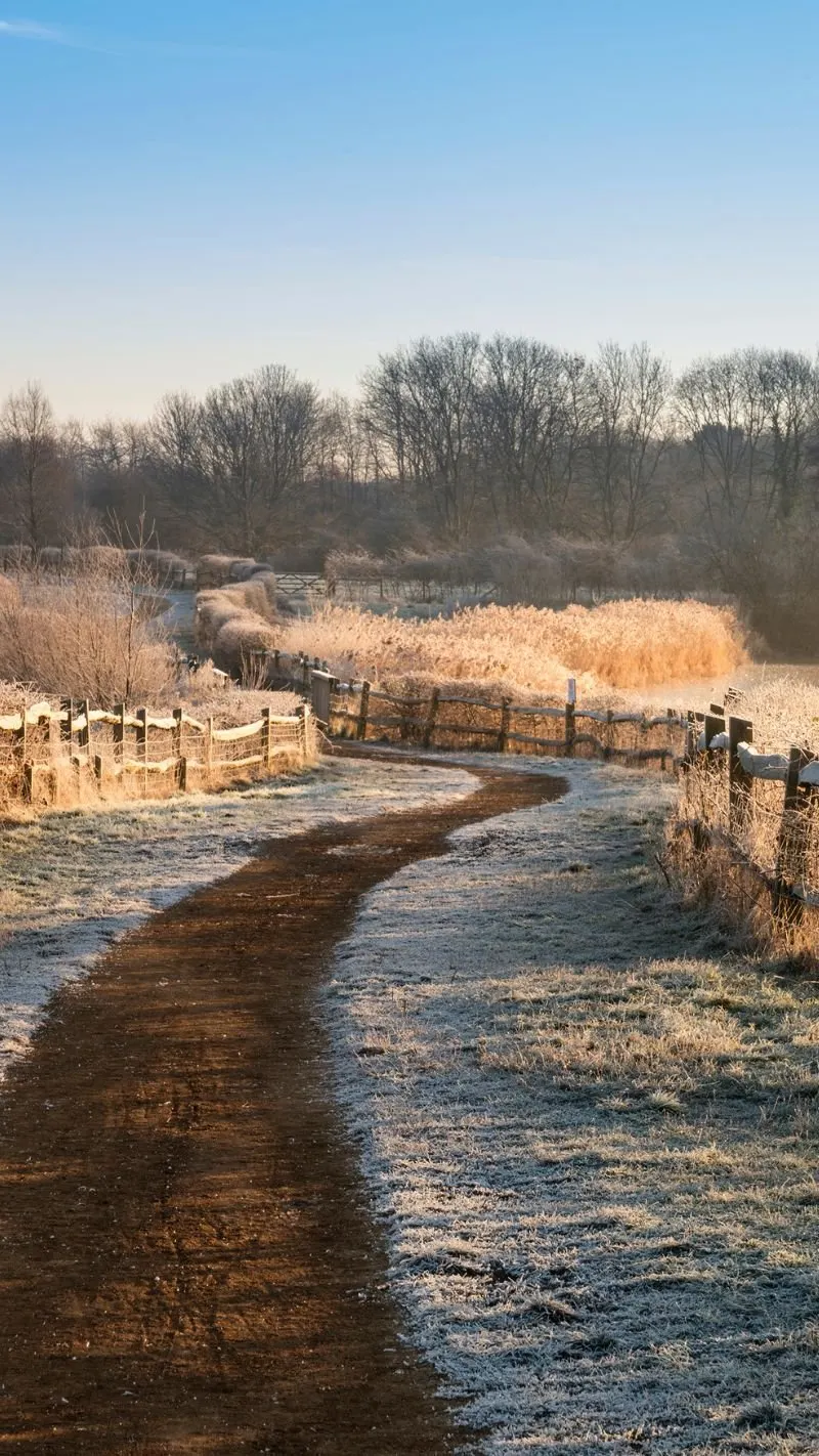 Cottagecore iPhone Wallpaper