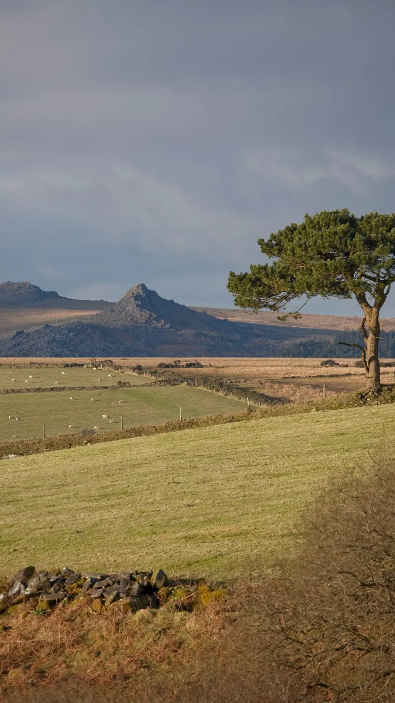 Cottagecore iPhone Wallpaper