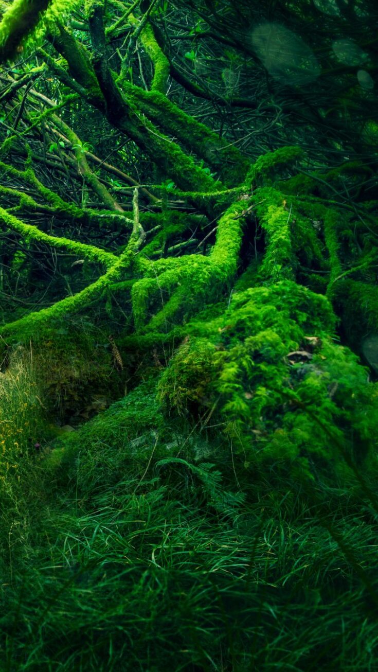 40+ Magical Fairy iPhone Wallpapers! (All Free)