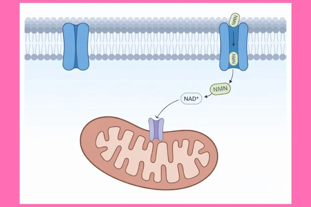 difference between nmn and nad